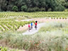 Group cycling through vineyards